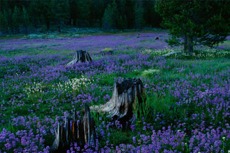 Michelangelo Antonioni